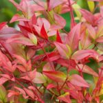 Nandina 'Gulf Stream' Heavenly Bamboo 9cm Potted Perennial/ShrubPlant x1