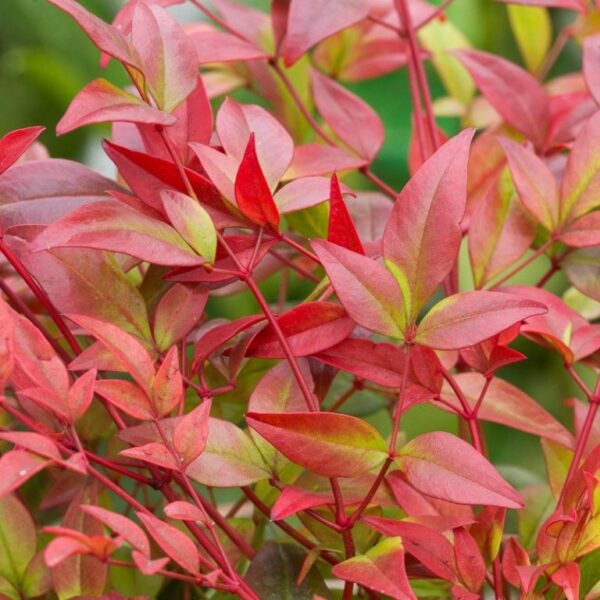 Nandina 'Gulf Stream' Heavenly Bamboo 9cm Potted Perennial/ShrubPlant x1