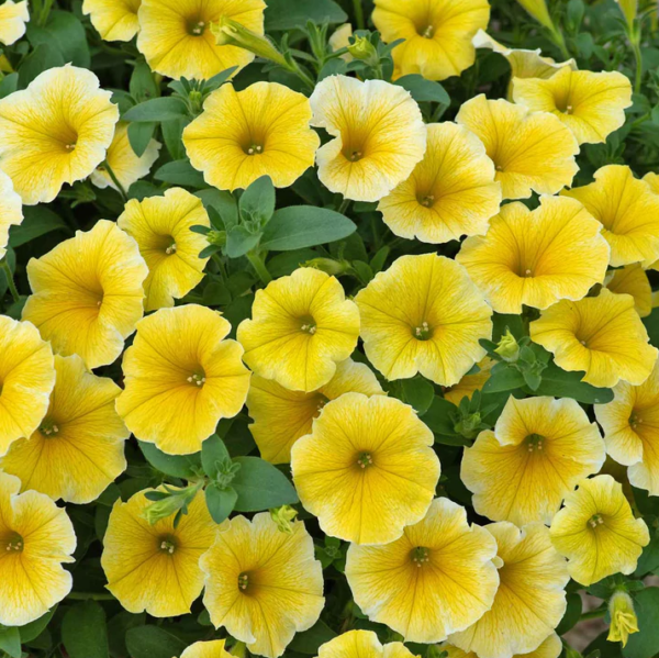 Petunia 'Bees Knees' Semi Trailing Plug Plants Pack x6