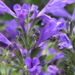 Nepeta Prelude™ Blue Perennial LARGE Plug Plants Pack x6