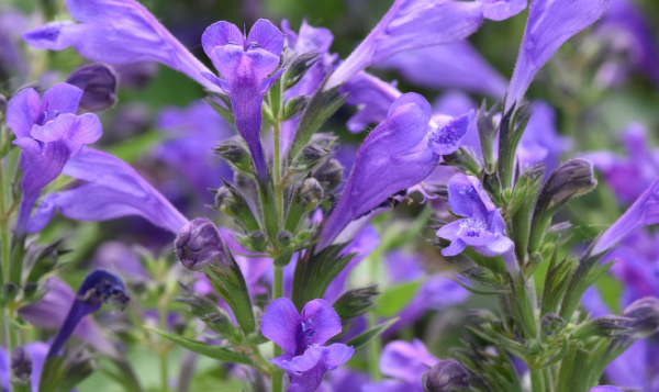 Nepeta Prelude™ Blue Perennial LARGE Plug Plants Pack x6