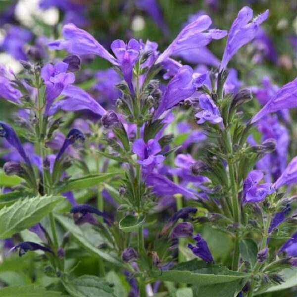 Nepeta Prelude™ Blue Perennial LARGE Plug Plants Pack x6