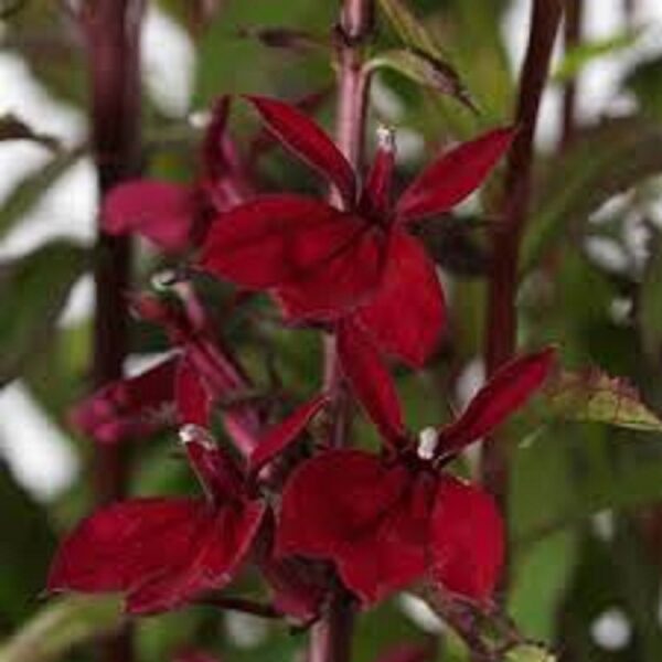 Lobelia 'Starship™ Burgundy' Perennial Plug Plants Pack x6