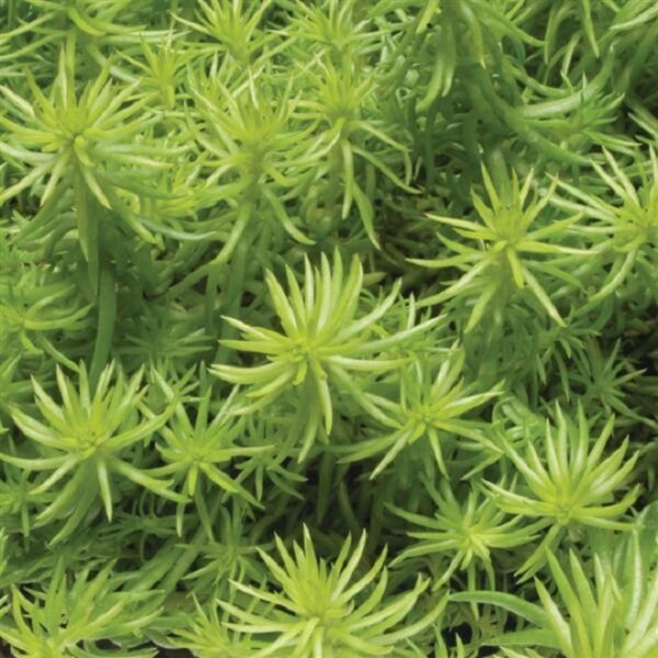 Sedum Rupestre Angelina Perennial LARGE Plug Plants Pack x6