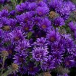 Aster Novae-Angliae Grape Crush Perennial (LARGE) Plug Plants Pack X6