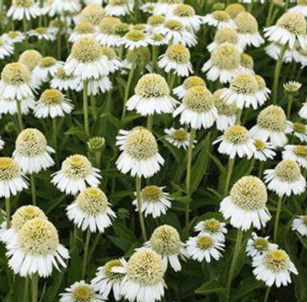 Echinacea Delicious Ice® (Coneflower) Plug Plants Pack x6