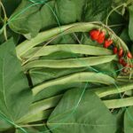 Pea & Bean Netting - 5m x 2m Garden Climbing Support