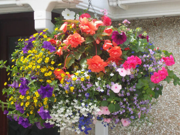 Trailing & Hanging Basket Plug Plants Starter Pack x12 'Mixed Varieties'
