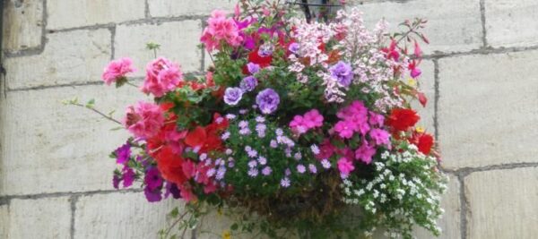 Trailing & Hanging Basket Plug Plants Starter Pack x12 'Mixed Varieties'
