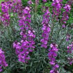 Erysimum 'Bowles Mauve' Perennial Wallflower XXL Supersize Plug Plants Pack x3