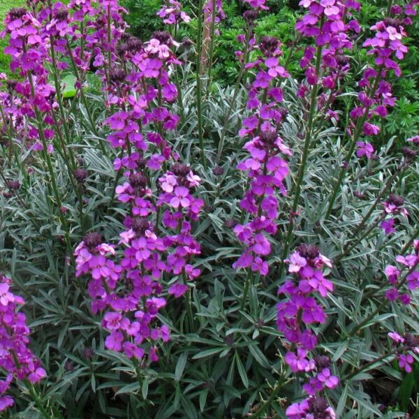 Erysimum 'Bowles Mauve' Perennial Wallflower XXL Supersize Plug Plants Pack x3