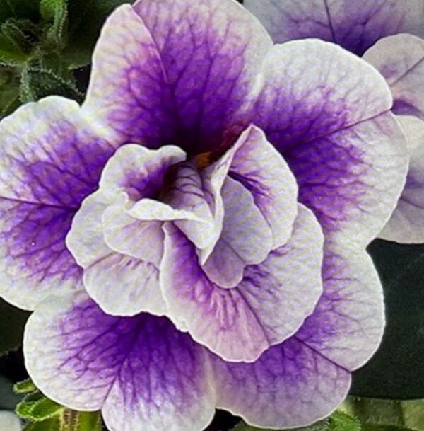 Calibrachoa Trailing Mini Petunia 'Double Blue Bicolour' Plug Plants Pack x6