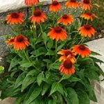 Echinacea (Coneflower) Sombrero® Adobe Orange LARGE Perennial Plug Plants Pack x6