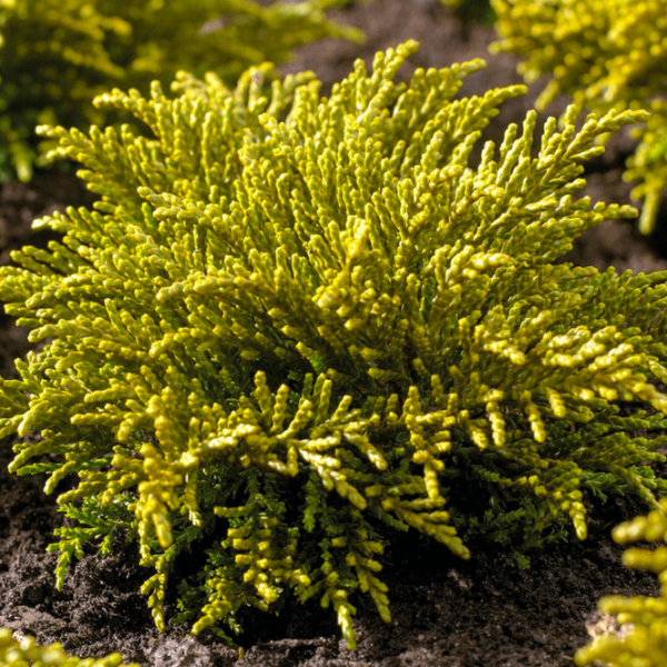 Hebe Ochracea James Stirling Perennial Evergreen Shrub Plug Plants Pack x6