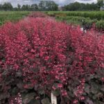 Heuchera x Hybrida 'Toncka Frosted Olive' Perennial Plug Plants Pack x6