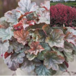 Heuchera x Hybrida 'Toncka Frosted Olive' Perennial Plug Plants Pack x6