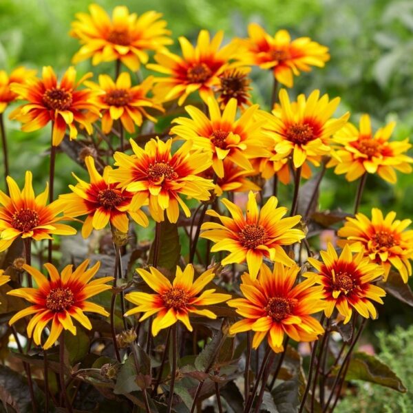 Heliopsis Helianthoides ‘Helios Fireball’ Perennial LARGE Plug Plants Pack x6