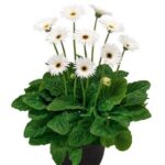 Hardy Gerbera 'Garvinea' Sweet Collection Plug Plants Pack x6
