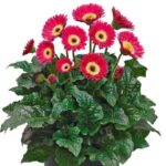 Hardy Gerbera 'Garvinea' Sweet Collection Plug Plants Pack x6