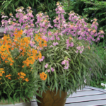 Erysimum Sunstrong Bicolour Purple Perennial Wallflower Plug Plants Pack x6