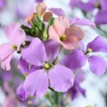 Erysimum Sunstrong Bicolour Purple Perennial Wallflower Plug Plants Pack x6