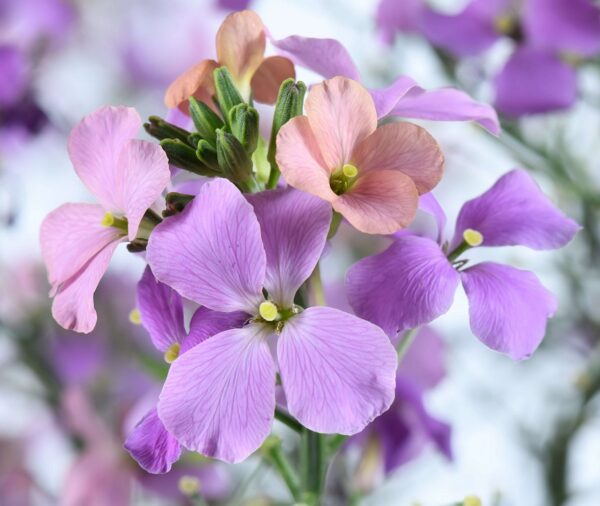 Erysimum Sunstrong Bicolour Purple Perennial Wallflower Plug Plants Pack x6
