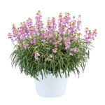 Erysimum Sunstrong Bicolour Purple Perennial Wallflower Plug Plants Pack x6