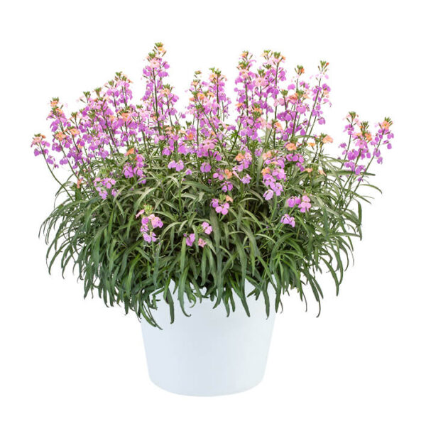Erysimum Sunstrong Bicolour Purple Perennial Wallflower Plug Plants Pack x6