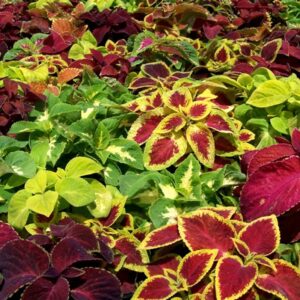 Coleus Dwarf Wizard Mixed Plug Plants Pack x12