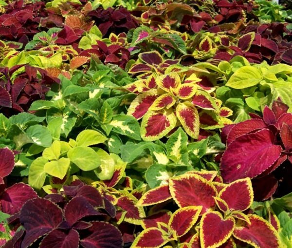 Coleus Dwarf Wizard Mixed Plug Plants Pack x12