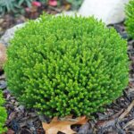 Hebe Emerald 'Green Globe' Perennial Evergreen Shrub Plug Plants Pack x6