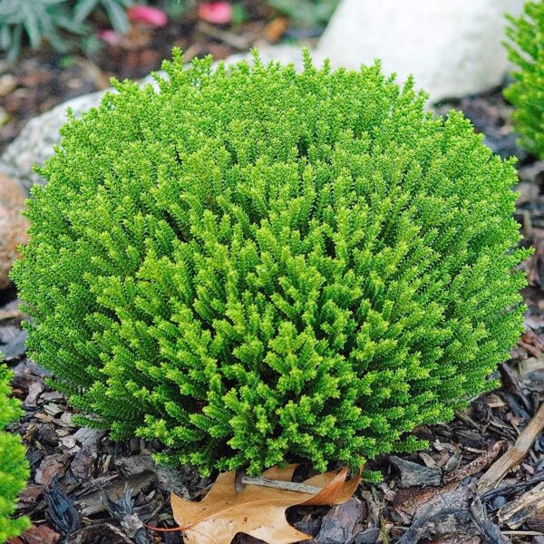 Hebe Emerald 'Green Globe' Perennial Evergreen Shrub Plug Plants Pack x6