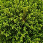 Hebe Emerald 'Green Globe' Perennial Evergreen Shrub Plug Plants Pack x6