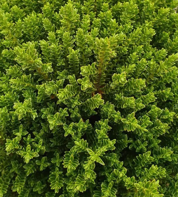 Hebe Emerald 'Green Globe' Perennial Evergreen Shrub Plug Plants Pack x6