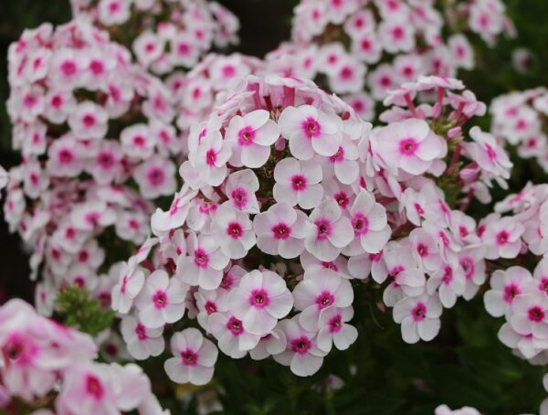 Phlox Paniculata Cherry Cream LARGE Plug Plants Pack x6