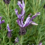 Lavender French Butterfly 'Twin Summer' Perennial (LARGE) Plug Plants Pack X6