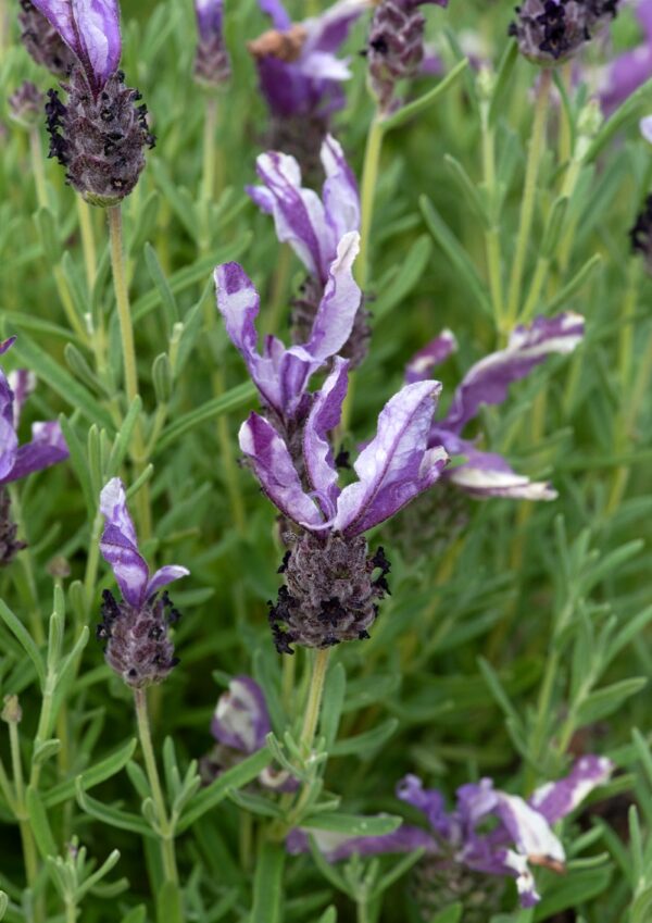 Lavender French Butterfly 'Twin Summer' Perennial (LARGE) Plug Plants Pack X6