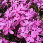 Creeping Phlox Subulata 'Drummons Pink’ Perennial XXL Plug Plants Pack x3