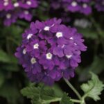 Verbena Trailing Samira® 'Purple Eye' Summer Plug Plants Pack x6