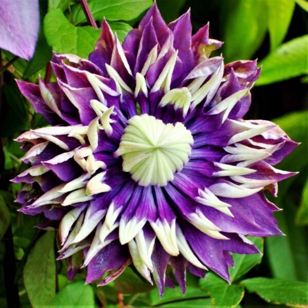 Clematis Taiga Perennial Climber 9cm Pot Plant x1