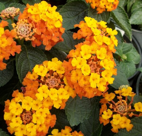 Lantana Evita® Sunrise Summer Colour Plug Plants Pack x6