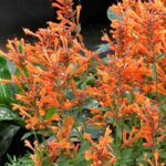 Agastache Liquorice 'Kudos Mandarin' Perennial Plug Plants Pack x6