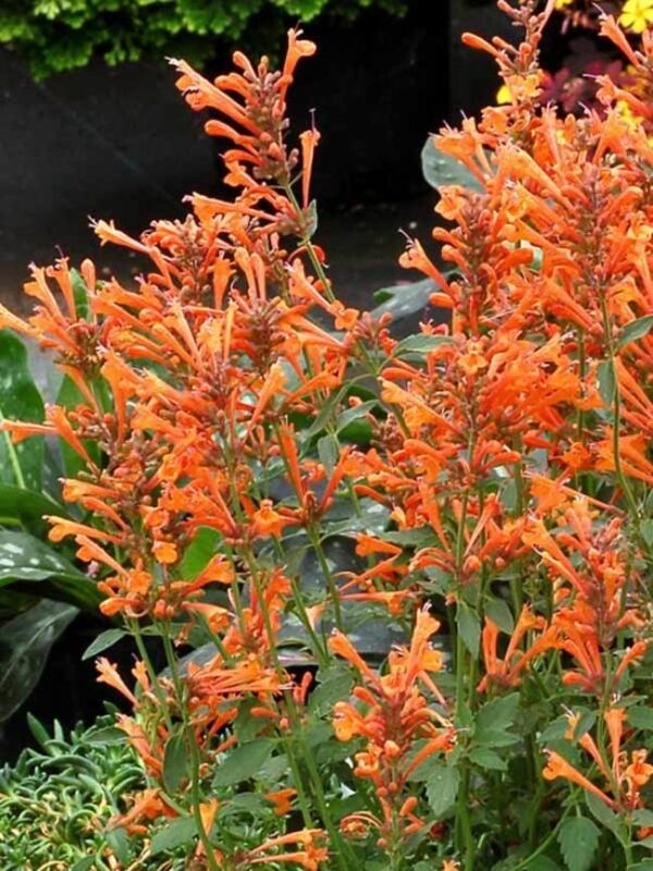 Agastache Liquorice 'Kudos Mandarin' Perennial Plug Plants Pack x6