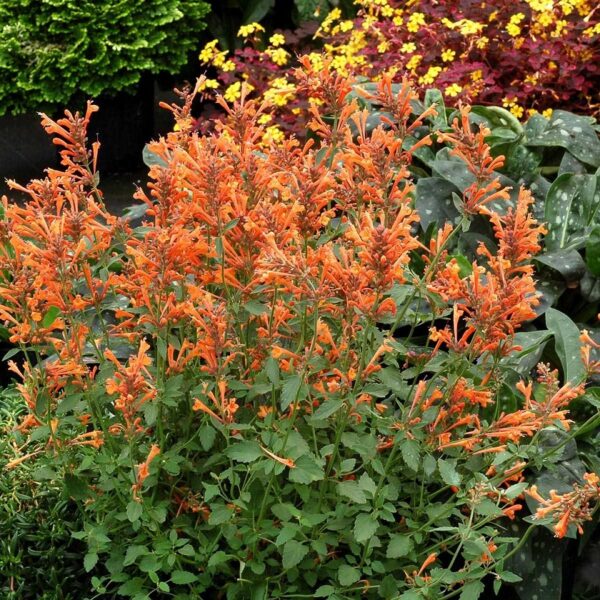 Agastache Liquorice 'Kudos Mandarin' Perennial Plug Plants Pack x6