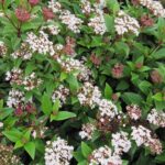 Viburnum Tinus Perennial Evergreen Shrub XXL Supersize Plug Plants Pack x3