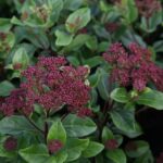 Viburnum Tinus Perennial Evergreen Shrub XXL Supersize Plug Plants Pack x3