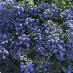 Ceanothus 'Repens' (Californian Lilac) Evergreen Shrub XXL Supersize Plug Plants Pack x3