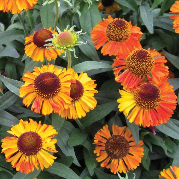 Helenium Autumnale 'Short & Sassy' Perennial Garden (Large) Plug Plants Pack x6