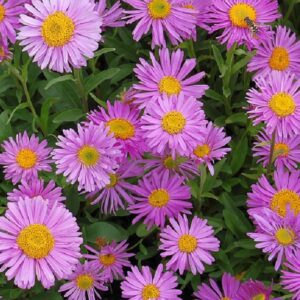 Aster Alpinus ‘White Beauty’ Perennial LARGE Plug Plants Pack x6