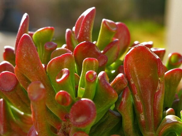 Crassula Ovata HornTree Perennial Plug Plants Pack x6